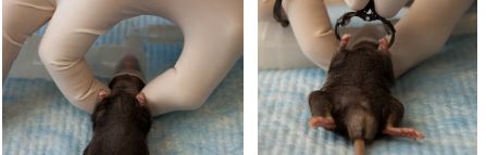 小动物脉搏血氧监护仪(图3)