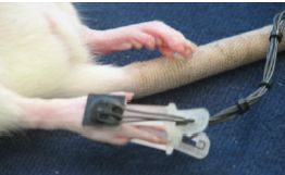 小动物脉搏血氧监护仪(图4)