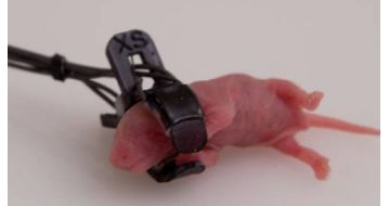 小动物脉搏血氧监护仪(图5)