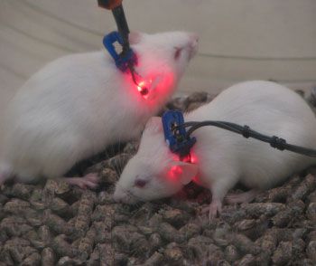 小动物脉搏血氧监护仪(图6)