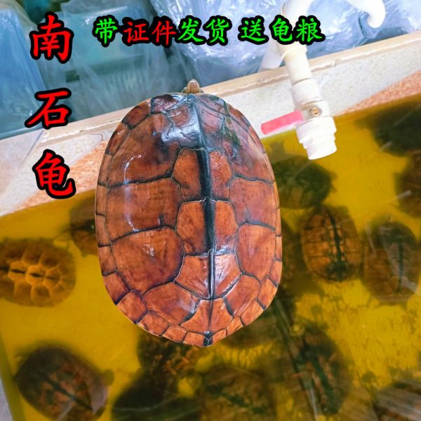 外塘石金钱大龟 食用南石龟煲汤肉龟 繁殖下蛋健康好养宠物深水龟