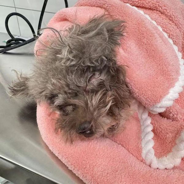 老二刚做完治疗手术，还在昏迷状态