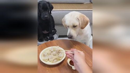 狗狗能吃饺子？需谨慎喂食！