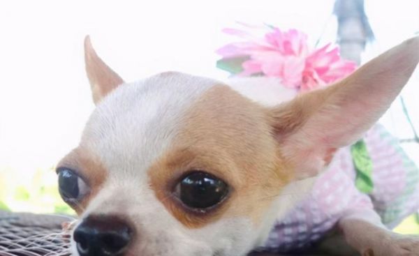 宠物饮食管理，如何帮助吉娃娃克服挑食的坏习惯（从养成健康饮食习惯开始）