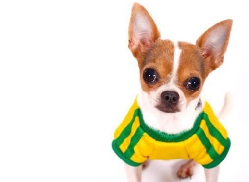 宠物饮食管理，如何帮助吉娃娃克服挑食的坏习惯（从养成健康饮食习惯开始）