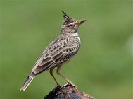 带鸟儿做兽医检查的注意事项