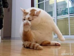 宠物猫怎么清洗屁股