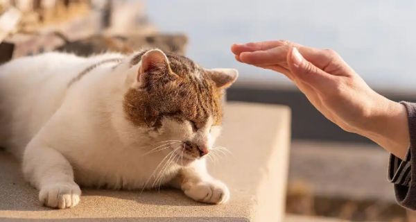 猫咪牙龈红肿出血该如何护理