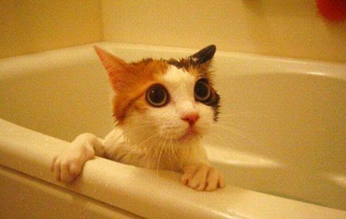 宠物猫怎么清洁