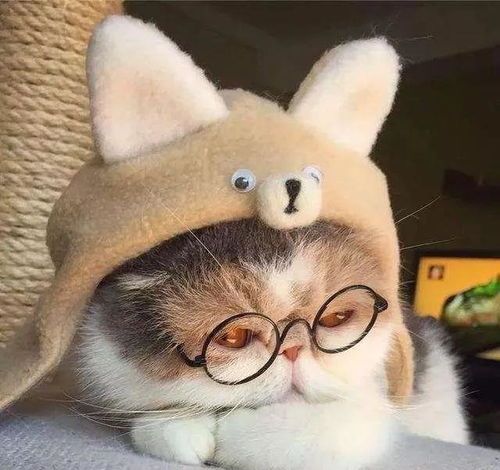 宠物猫怎么保养干净