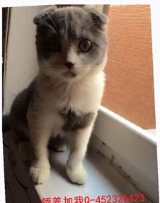 宠物猫怎么打理干净