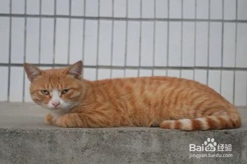 怎么养宠物猫干净卫生