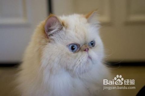 怎么清洁宠物猫