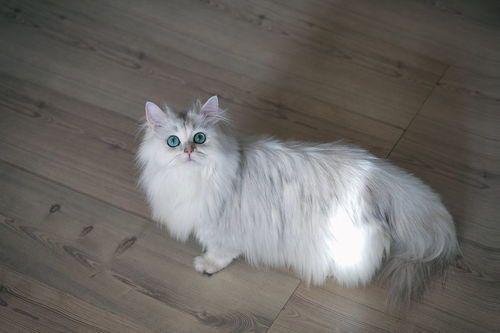 宠物猫粪便怎么处理干净