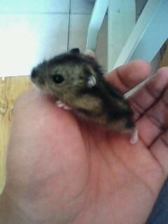 小仓鼠的宠物狗怎么养好