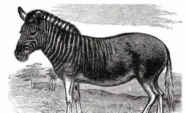 以牙买加仓鼠的饲养方法（打造幸福健康的宠物生活）