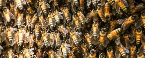 蜜蜂有几种类型的蜂，分别是蜂王、工蜂和雄蜂