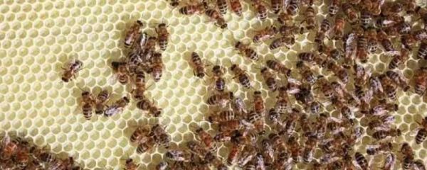 蜜蜂螺原体病的病原，病原是蜜蜂螺原体