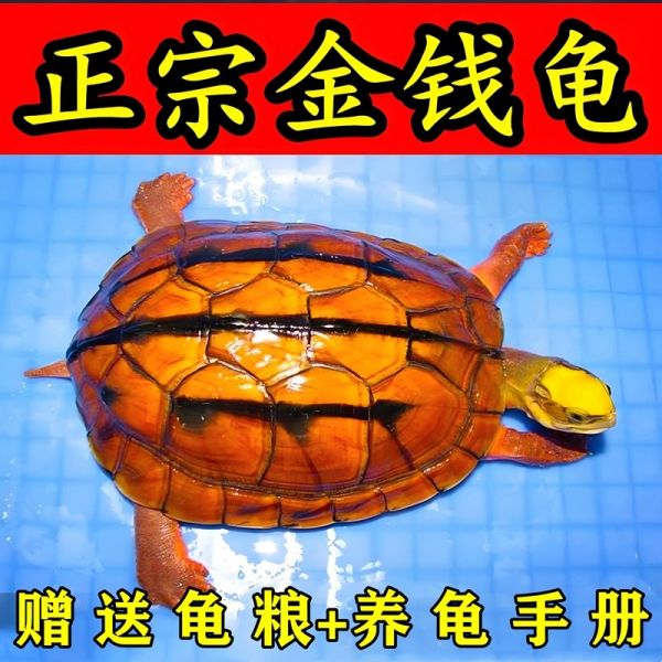 纯正金钱龟正宗金钱龟活物宠物招财黄金龟小宠物乌龟稀有观赏龟苗