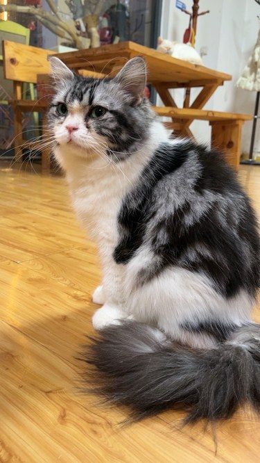 放松喵～心情也融化