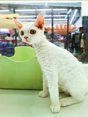 谁能拒绝这些可爱的相貌小狗呢？