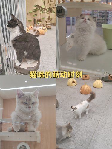 猫咪天地～宠物乐园