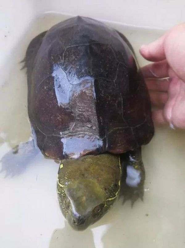 为什么养龟不能用圆缸（圆缸养龟不好有科学依据吗）