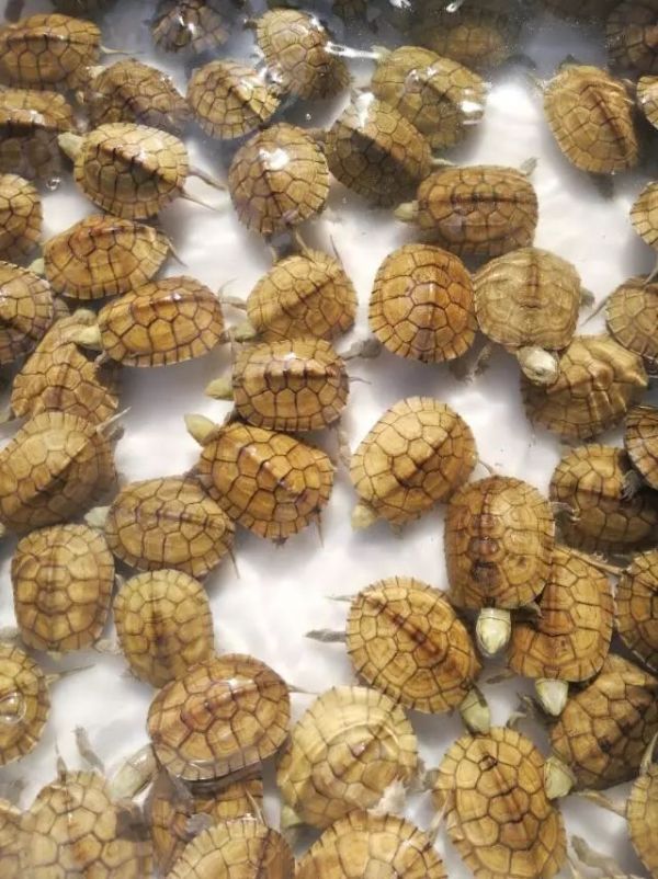 为什么养龟不能用圆缸（圆缸养龟不好有科学依据吗）