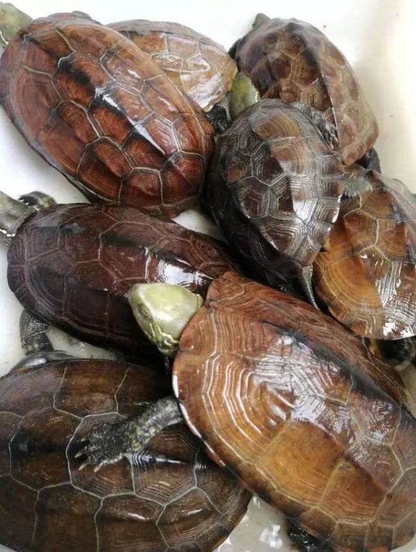 为什么养龟不能用圆缸（圆缸养龟不好有科学依据吗）