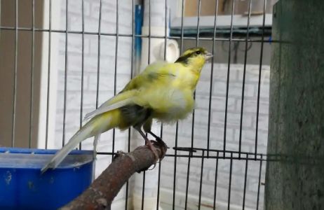 鸟友科普：如何挑选芙蓉鸟呢？