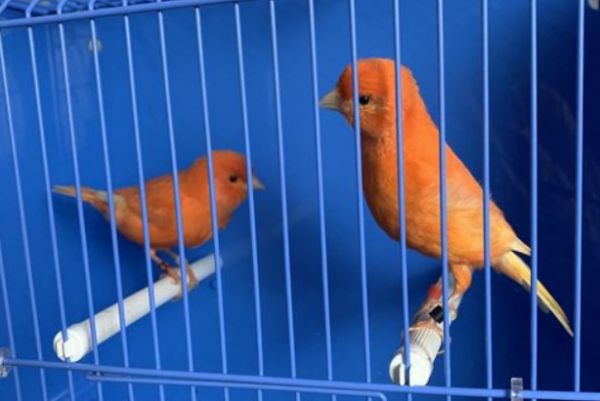 鸟友科普：如何挑选芙蓉鸟呢？