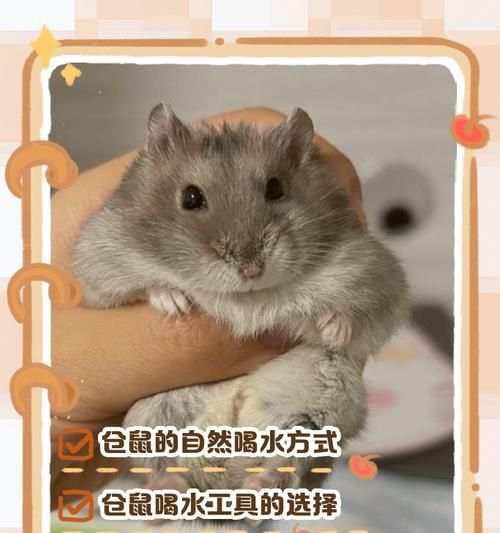 仓鼠应该喝什么类型的水？饮水对仓鼠健康有何影响？