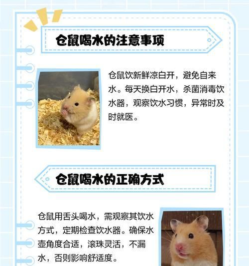 仓鼠应该喝什么类型的水？饮水对仓鼠健康有何影响？