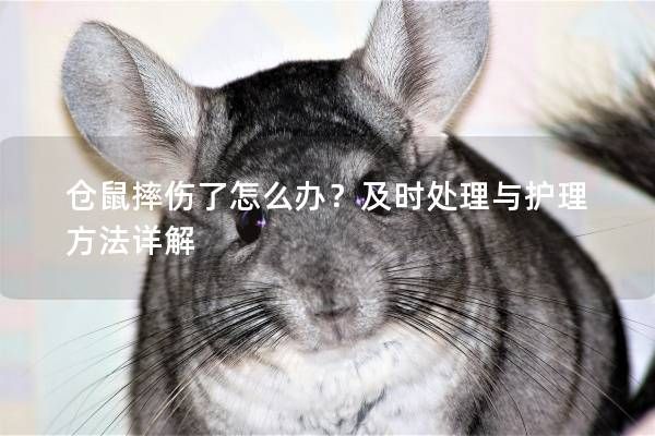 仓鼠摔伤了怎么办？及时处理与护理方法详解