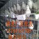 鸽子笼厂家批发1三层鸽笼2四层鸽笼3鸽子养殖笼规格