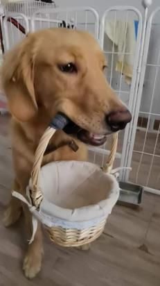 训练金毛叼篮子怎么做