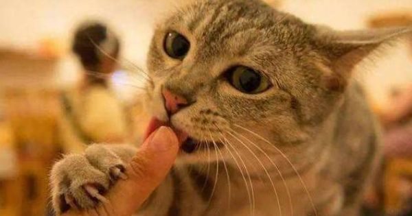 小猫身上臭，如何解决（宠物养护常识）