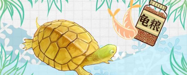 石金钱龟吃什么食物，一天喂几次