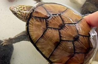 白唇泥龟饲养指南：爱不释手的宠物龟