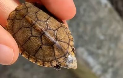 白唇泥龟饲养指南：爱不释手的宠物龟