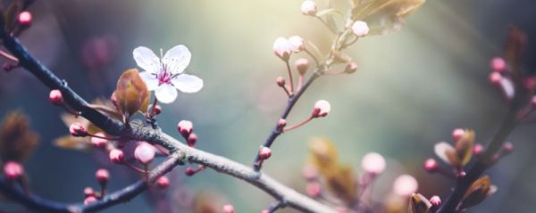 今年立春属于春打六九头