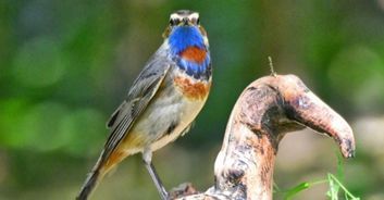 揭秘小鸟宝宝最爱的食物，宠物喂养指南！