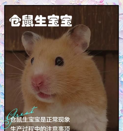 怎么给仓鼠生孩子？繁殖过程中的关键点是什么？