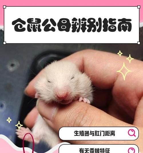 怎么给仓鼠生孩子？繁殖过程中的关键点是什么？