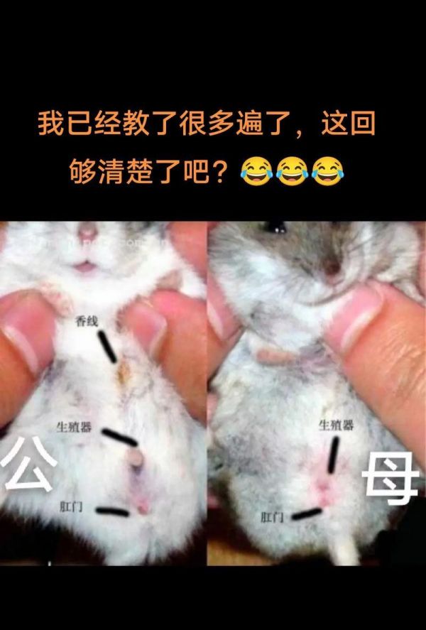 怎么给仓鼠生孩子？繁殖过程中的关键点是什么？