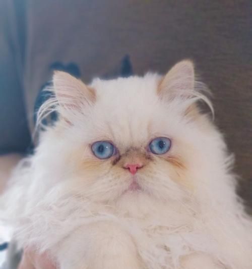 喜马拉雅猫的养护指南（打造健康快乐的毛茸茸宠物生活）