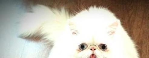 喜马拉雅猫的养护指南（打造健康快乐的毛茸茸宠物生活）