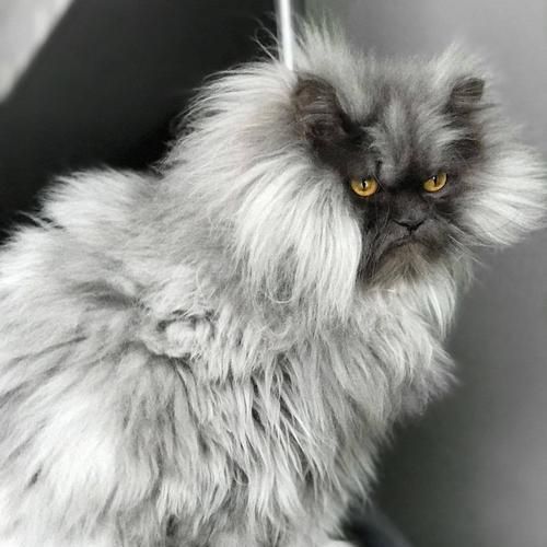 喜马拉雅猫的养护指南（打造健康快乐的毛茸茸宠物生活）