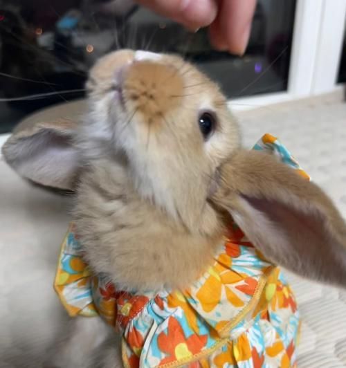 如何科学饲养宾尼垂耳兔（宠物养护指南）