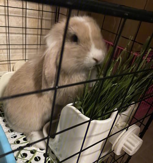 如何科学饲养宾尼垂耳兔（宠物养护指南）